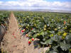 Santa Maria Field Day
